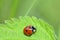 A Ladybird     Coccinellidae   on leaf  in green nature