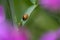 A ladybird Coccinellidae. The pink flowers of a vetch are seen in bokeh