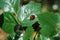 Ladybird (Coccinellidae) on a Rose petal