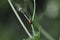 Ladybird in comely look on dandelion plant  