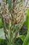 Ladybird on Corn Tassel