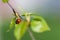 Ladybird crawling on a branch with