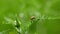 A ladybird creeps along a blade of grass to a meadow