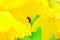 Ladybird daffodil