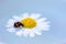 Ladybird on daisy, chamomile isolated on blue background. Image about summer, spring, flowers, rest and joy concept