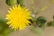 Ladybird on dandelion