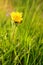 Ladybird on a dandelion in the flowering period