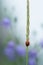 Ladybird with dew on a straw early morning, harebells in the background