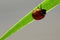 Ladybird on diagonal reed leaf