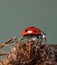 Ladybird on dry peatmoss