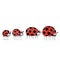 Ladybird family for your design