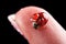 Ladybird on finger