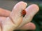 Ladybird on Finger tip