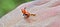 A ladybird in flight