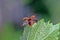 A ladybird in flight