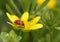 Ladybird on flower