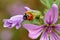 Ladybird on flower