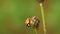 Ladybird on a flower