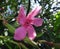 Ladybird in flower oleander