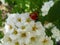 Ladybird on the flowers
