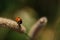Ladybird on Grass