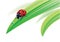 Ladybird on grass with water drops.