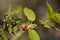 Ladybird on a green branch with blossoming young leaves