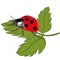 Ladybird on the green leaf