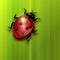 Ladybird on green leaf.