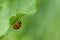 Ladybird on a green leave