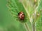 Ladybird harlequin Harmonia axyridis on leaf