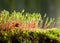 Ladybird hidden in moss
