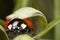 Ladybird hiding under a leaf