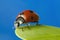 Ladybird at high magnification