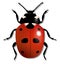 Ladybird Illustration