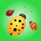 Ladybird illustration. Little insects.  Summer illustration