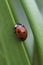 Ladybird Ladybug