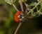 Ladybird Ladybug