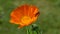 ladybird ladybug on calendula marigold medical flower