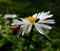 A Ladybird / Ladybug chasing an insect on a daisy..