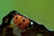 Ladybird, Ladybug, Coccinella Septempunctata