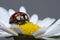 Ladybird or ladybug on a daisy