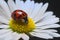 Ladybird or ladybug on a daisy