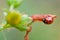 Ladybird ladybug hunting an ant pest insect eating bug