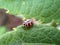 Ladybird Ladybug insect Closeup on a leaf