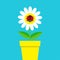 Ladybird Ladybug insect sitting on white daisy chamomile. Camomile icon. Cute growing flower pot plant collection. Cartoon charact