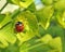 Ladybird ladybug insects insect flowers plants euphorbia