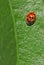 Ladybird ladybug ladybirds ladybugs insects insect red spots creatures creature british wildlife wild jungle exotic tropical leaf