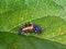 Ladybird, ladybug larva. Harmonia axyridis.