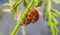 Ladybird Ladybug mating